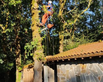 Poda de arboles en Cantabria